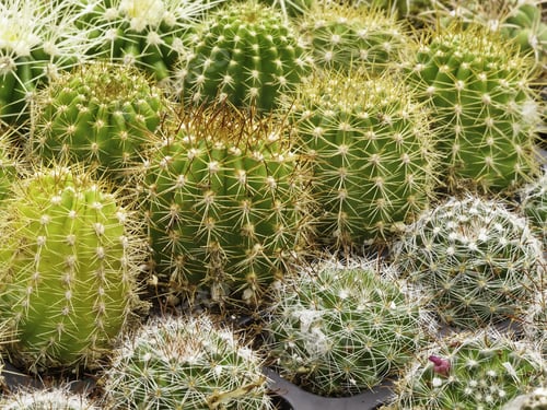 Preview: Several Rows Of Small Young Cacti In Greenhouse