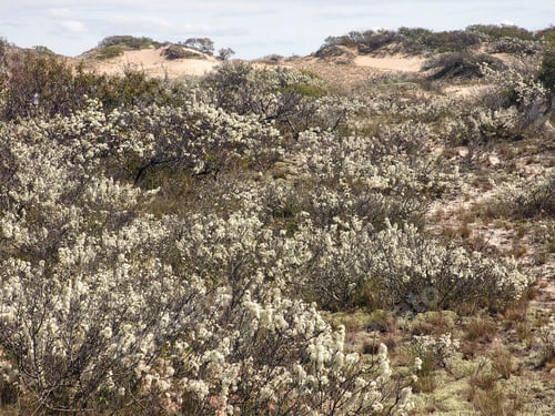 Preview: Coastal Landscape In Bloom: Flowering Shrubs On Dunes At Cape Cod National Seashore Near