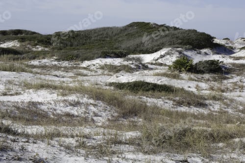 Preview: Coastal Dune Landscape In Northwestern Florida
