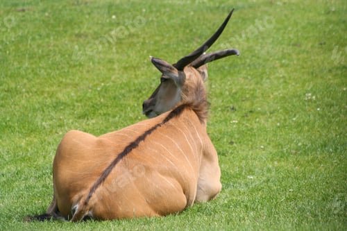 Preview: Eland On His Own