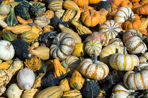 Preview: Assortment Of Gourds