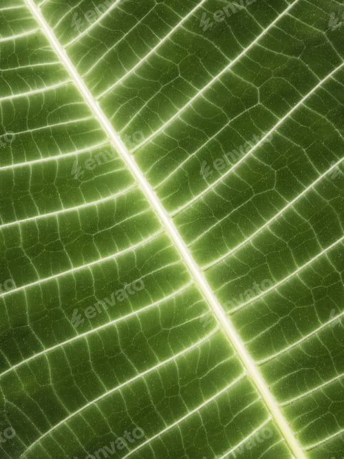 Preview: Vein Pattern Of Tropical Green Palm Leaf Radiant With Sunlight