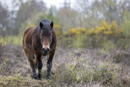 Preview: Wild Ponies On Marshland In Springtime