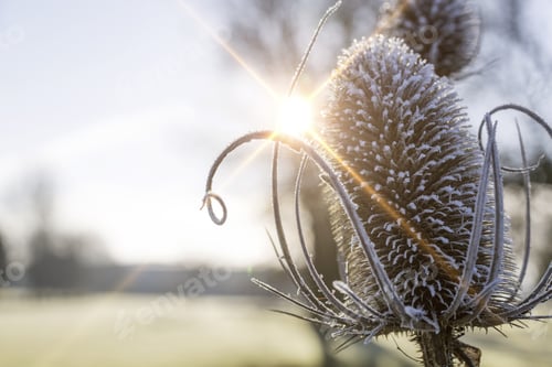 Preview: Beautiful Wild Thistles Covered In Frost On A Bright Sunny Morning