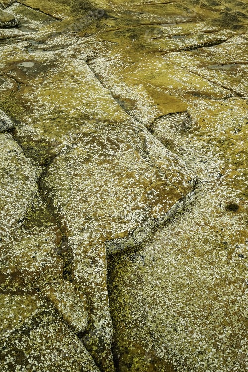 Preview: Intertidal Zone Background: Granite Slabs Encrusted With Many Barnacles Along Atlantic Shore Of
