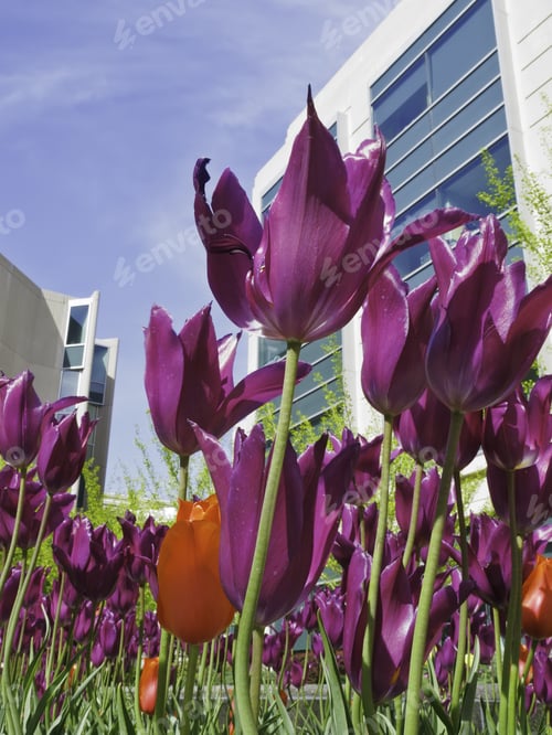 Preview: Spring At A Glance On College Campus: Flowerbed Of Mostly Purple Tulips In Courtyard