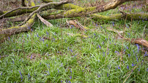 Preview: Blue Bells Flowering In Springtime On A Forest Floor