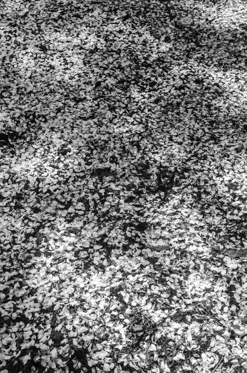 Preview: Pointillism Of Spring In Black And White: Crabapple Petals Fallen Like Snow On The Ground And
