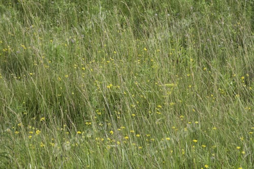 Preview: Prairie Grass With Yellow Wildflowers In Summer