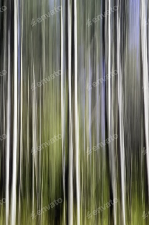 Preview: Abstract Of Pines And Other Forest Trees In Autumn, Northern Illinois: Painterly In-Camera Motion