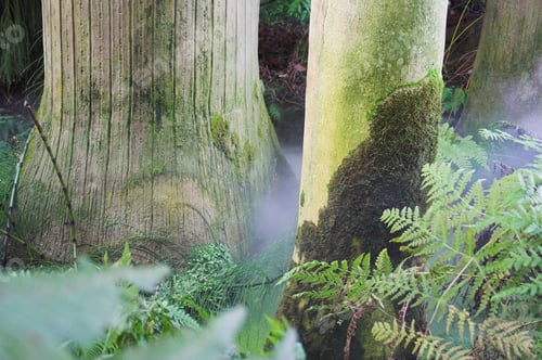 Preview: Misty Trees In A Jungle