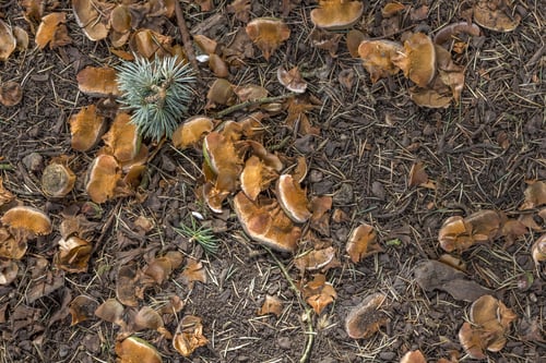 Preview: Pine Tree Seed Pods On The Ground Having Fallen From The Adult Tree