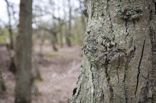 Preview: Tree Bark Detail In A Forest In Springtime