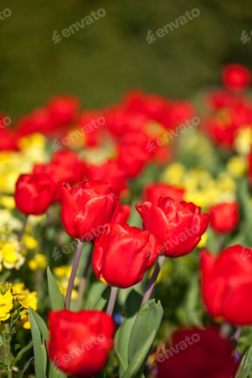 Preview: Red Tulips Bloom In Spring