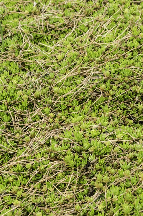 Preview: Star Sedum (Binomial Name: Sedum Lineare 'Golden Teardrop'), Also Known As Stonecrop Or Carpet