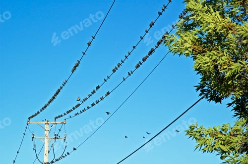 Preview: Birds On Powerlines