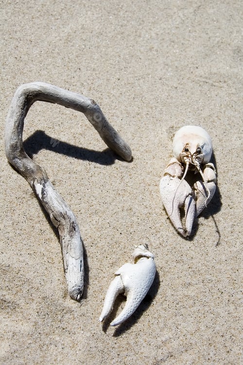 Preview: Remains Of Two Crabs And A Curved Branch On Beach Sand