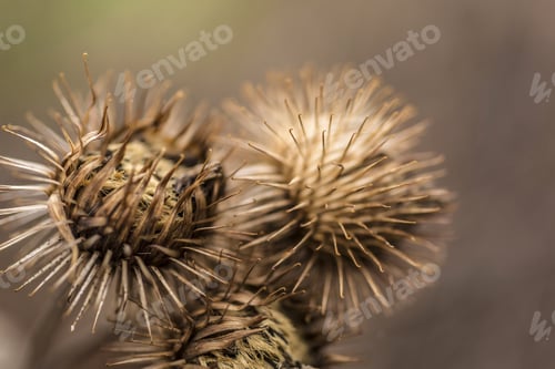 Preview: Old Dead Thistle Buds In Winter