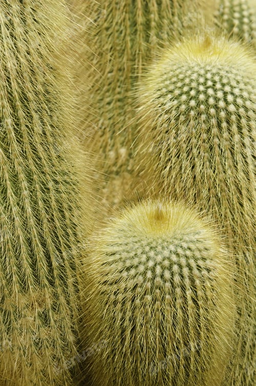 Preview: Detail Of Golden Ball Cactus (Botanical Name: Notocactus Leninghausii), Native To Brazil And Uruguay