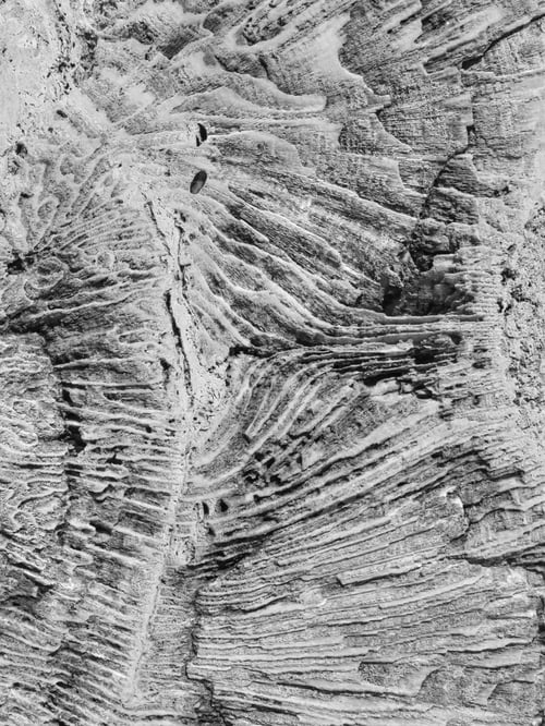 Preview: Fossil Of Unidentified Plant On A Large Rock In The Florida Keys, In Black And White, For