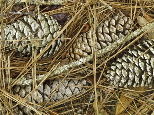 Preview: Four Pine Cones Together With Branches And Needles On The Ground In Woods