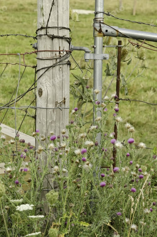 Preview: Rural Detail: Steel Gate Guarded By Thistles And Other Wildflowers By Fence Post With Barbed Wire