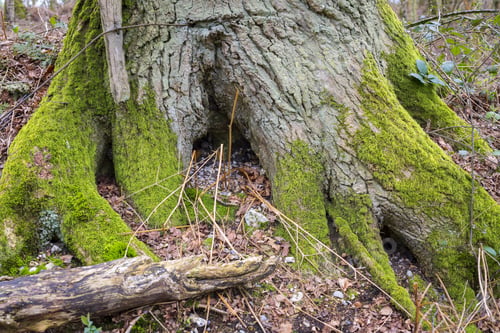 Preview: Wild Moss Growing On Trees In A Forest In Springtime