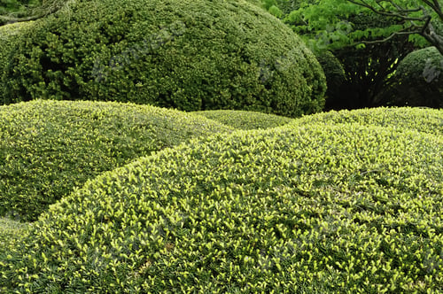 Preview: Rounded Shrubs In Formal Garden, Springtime In Northern Illinois