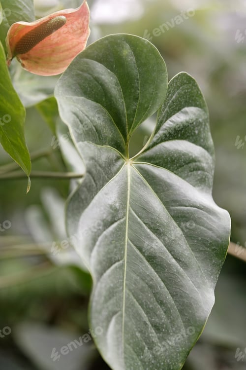 Preview: Large Green Tropical Leaf Found In Humid Forests