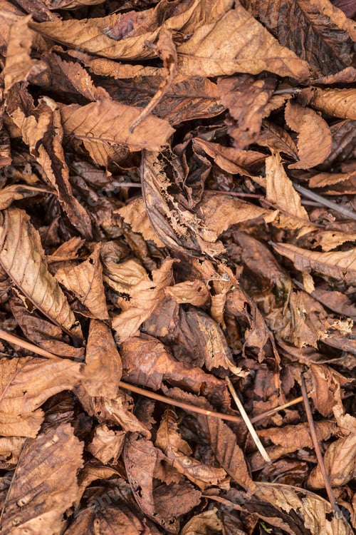 Preview: Dried Autumn Leaves On The Ground