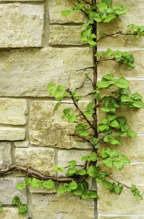Preview: Green Creeper Growing From Crack Of Stone Wall In Garden