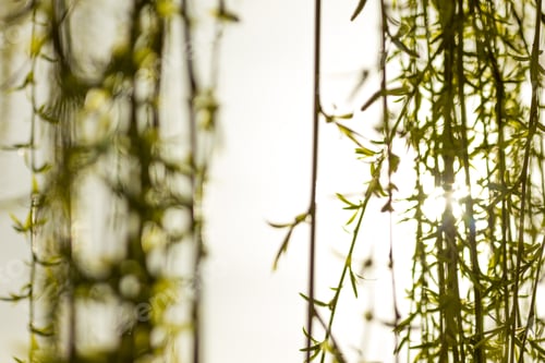 Preview: Bright Sunshine At Dawn Shining Through Willow Tree Branches