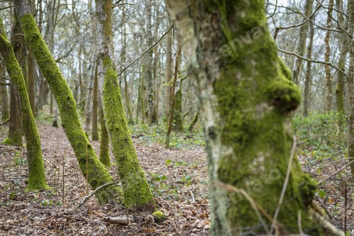 Preview: Wild Moss Growing On Trees In A Forest In Springtime