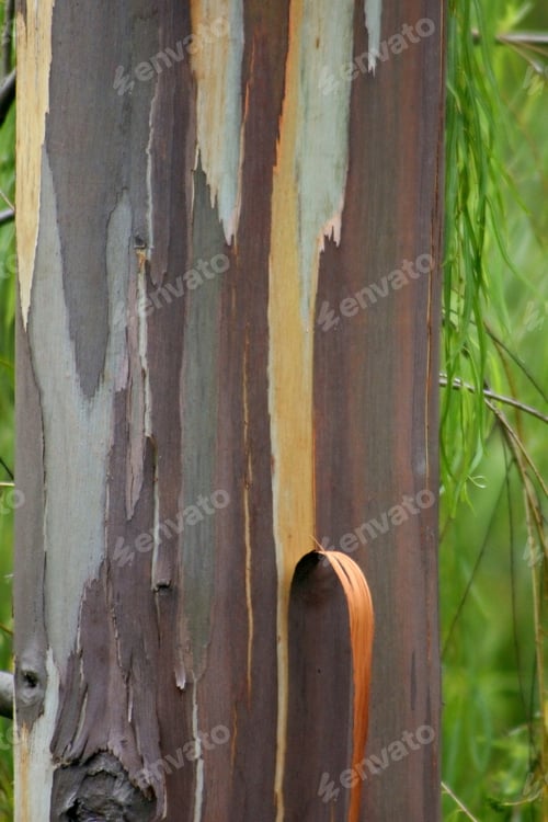 Vorschau: Waldbaum aus nächster Nähe