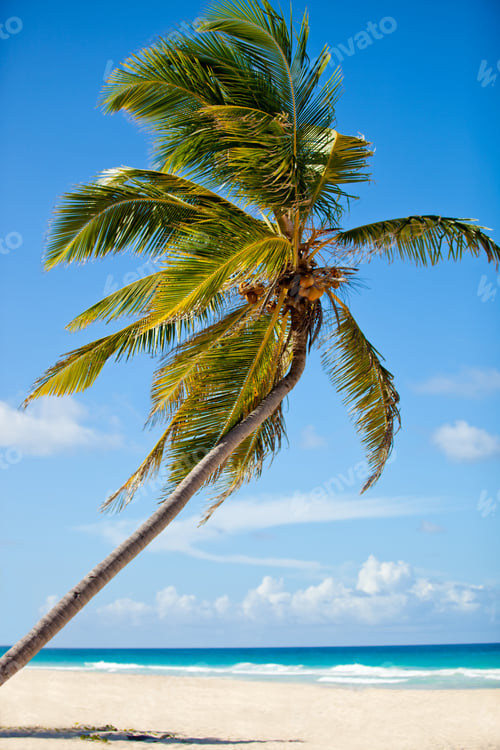 Preview: Palm Tree In The Middle Of A Beautiful Beach, Looking Like Paradise