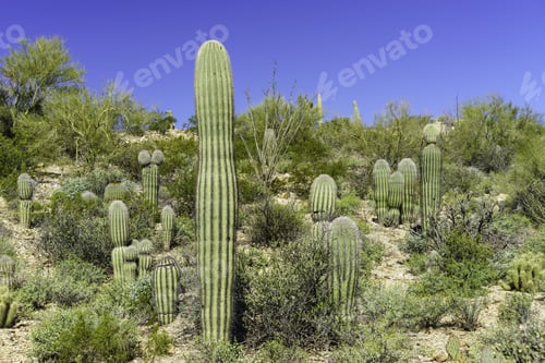 Preview: Saguaro Cacti (Binomial Name: Carnegiea Gigantea) Without Arms On A Sunny Hillside In Tucson