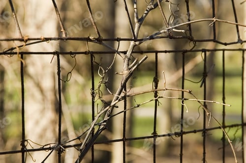 Preview: Close-Up Of Vine On Trellis In Spring