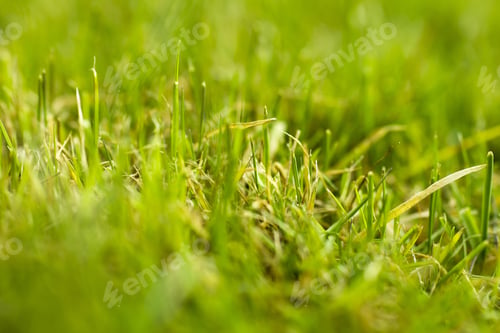 Preview: Freshly Cut Grass Detail