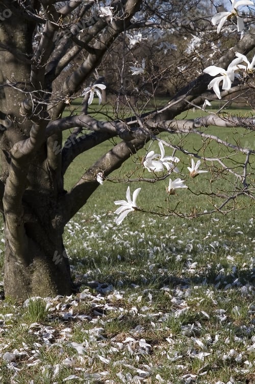 Preview: Last Spring Blooms On A Small Tree