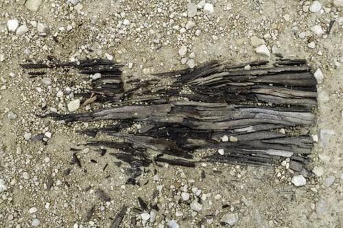 Preview: Resurfaced Remnant Of The Twentieth Century: Splintering End Of Railroad Tie, Mostly Buried In A