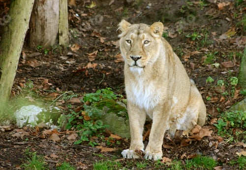 Preview: Female Lion