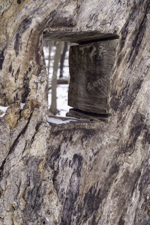 Preview: Gap In Knowledge: Hole Carved Through Tree Trunk Reveals Nearby Trees On Community Nature Education