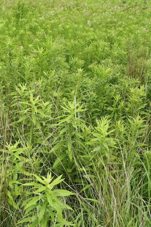 Preview: Detail Of Northern Illinois Prairie Early In Summer