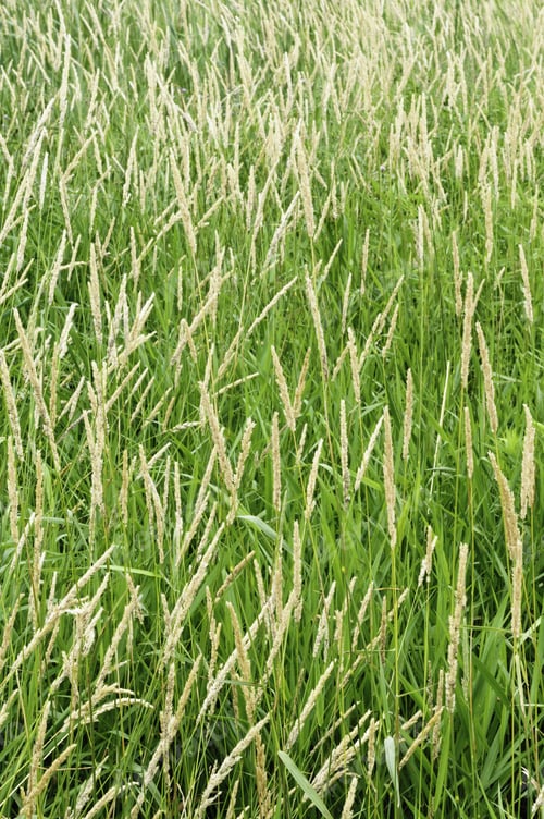 Preview: Summer At A Glance: Prairie Grass With Tall Seed Spikes Early In Summer, Northern Illinois
