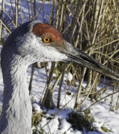 Preview: Portrait Of Sandhill Crane (Scientific Name: Grus Canadensis) In Winter (Focus On Eye)