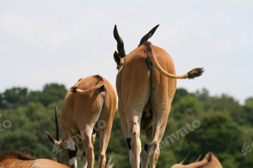 Preview: Group Of "Common Elands" From The Back