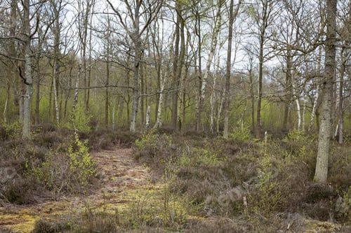 Preview: Wild Forest In Moorland At Springtime