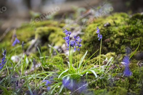 Preview: Blue Bells Flowering In Springtime On A Forest Floor