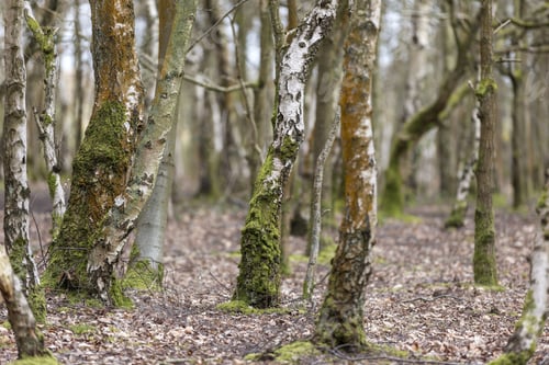 Preview: Trees Growing Closely In A Forest In Springtime