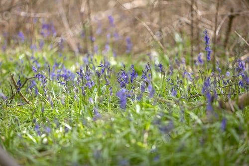 Preview: Blue Bells Flowering In Springtime On A Forest Floor